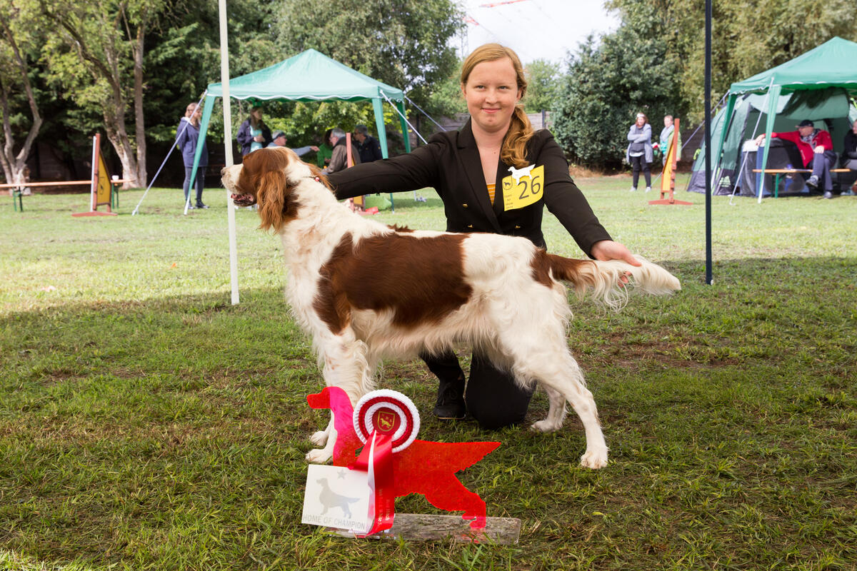 Beste Hündin Irish Red&White Setter - Paralexis Serene Sapphire
