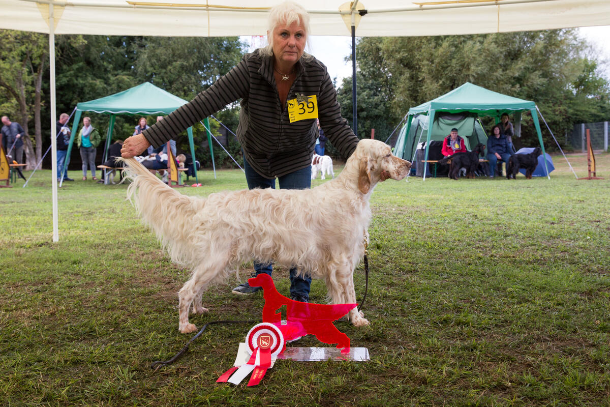 Beste Hündin English-Setter - Gamerights Put a Spell on Me