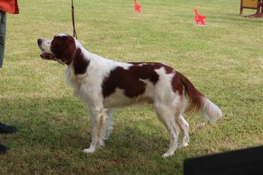 Verein der Setterfreunde