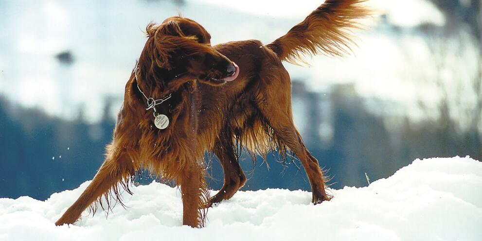 Setter im Winter
