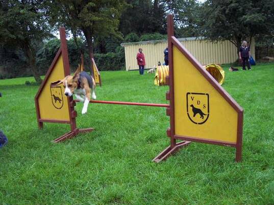 Agility Training: Aiko (Beagel)