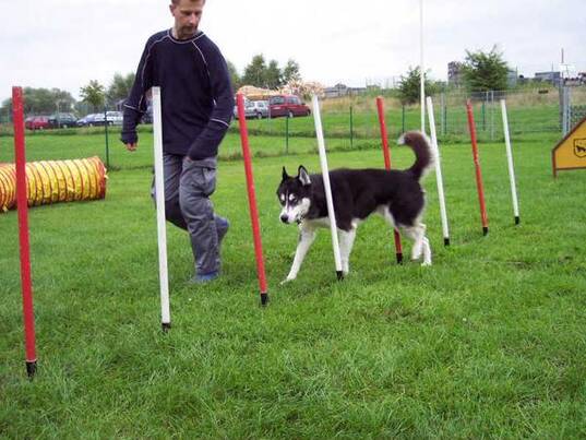 Agility Training: Dennis mit Delko (Husky)