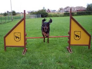 Athos, "VDS-Agility-Dog 2002 & 2003"