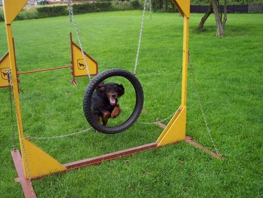 Agility Training Setter: Athos