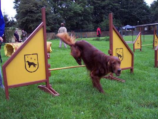 Agility Training Setter: Murphy