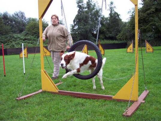 Agility Training Setter: Renate mit Danny