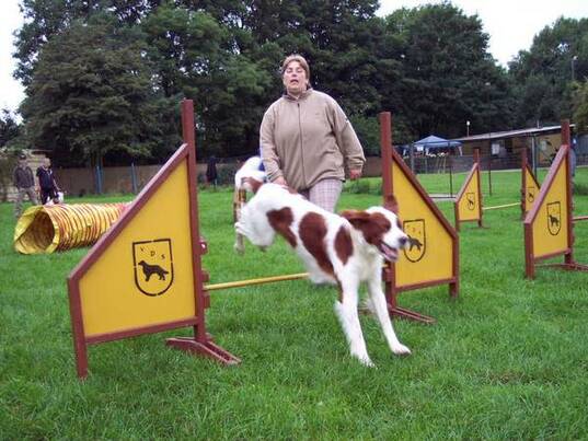 Agility Training Setter: Renate mit Danny
