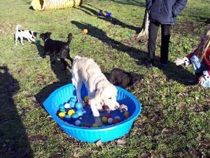 Welpenausbildung Bremen