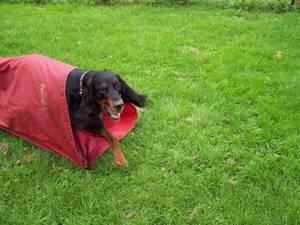 Agility Parcour Bremen